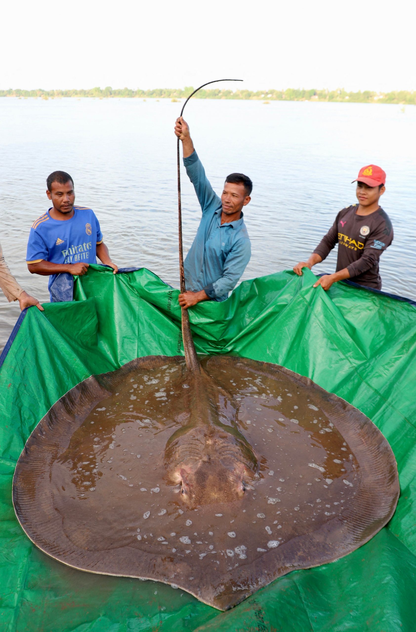 重达180公斤 柬埔寨渔民意外捕捉巨型濒危魔鬼鱼