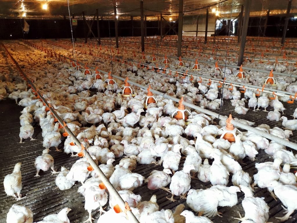 陈伟鹏：没联合减产 需求量增 鸡只慢大 缺货主因