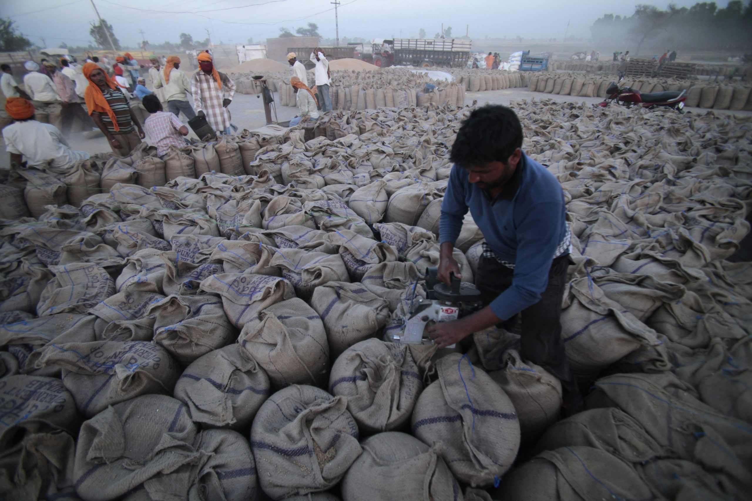 雪上加霜 印度宣布禁止小麦出口且立即生效 