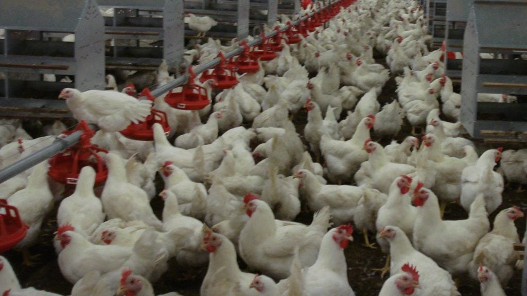 罗之义：对农户不公平 肉鸡价应自由浮动