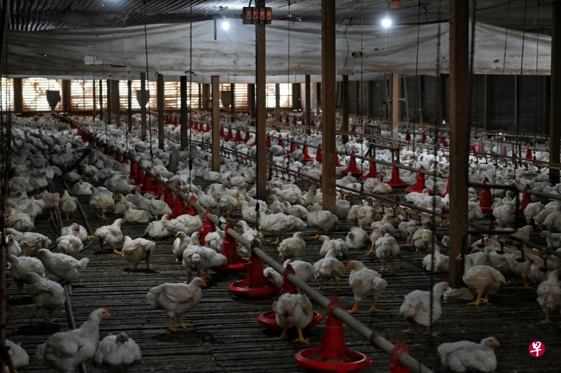 （已签发）全国：禁令生效前赶工送鸡，新加坡兽医事务局延长运作时间
