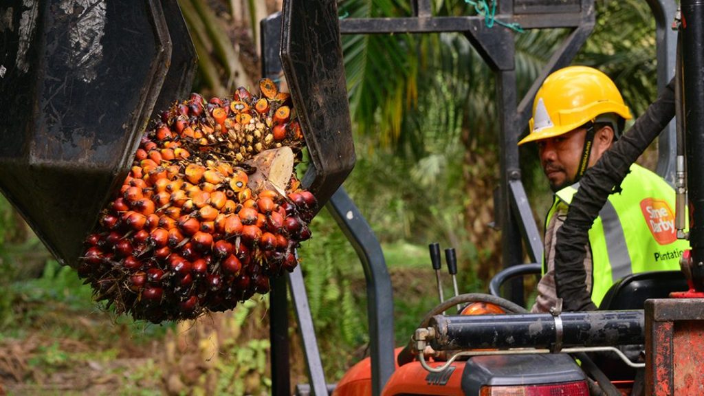 棕油涨价  森种植首季多賺28%