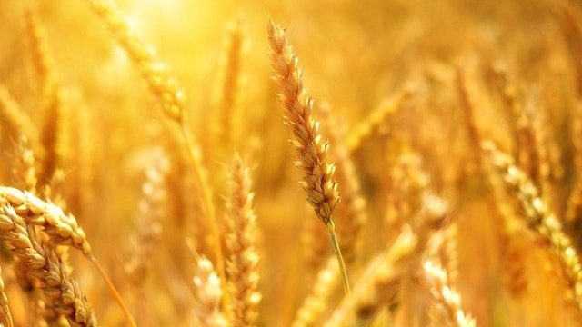 印度：为缺粮食国家出口小麦