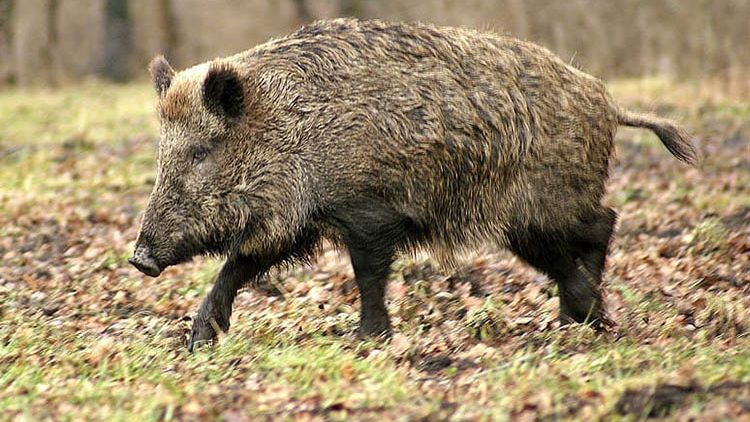 防止非洲猪瘟疫情扩散 槟州政府不发猎野猪准证