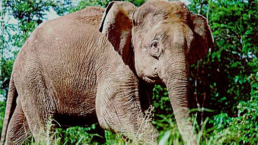 马WWF：存活不超过1500头 人象共存 才能挽救矮象