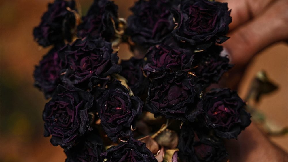 Turkey black rose producers chase sweet smell of success