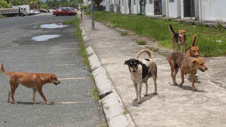 IAPWA拟斥150万解决狗患 周国和：市会还在等什么？