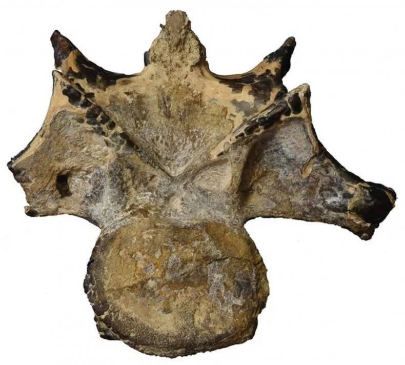 “斗牛犬脸”恐龙埃及出土！ 9800万年前称霸撒哈拉