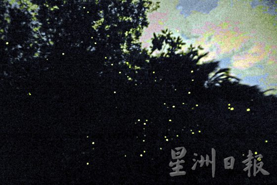【红树林生态／02】重植红树林9年，萤火虫回家了吗？