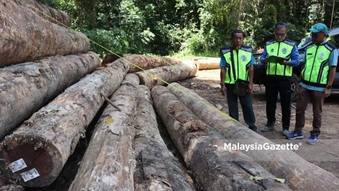砍伐森林保留地值百万树桐  4人被森林局逮捕