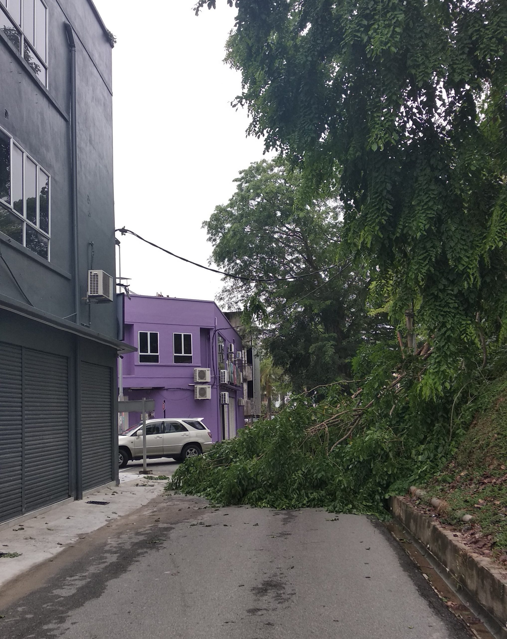 东：文德甲中华小学对面一棵百年老树，在今天凌晨的暴风雨中吹倒折断，枝干倒向下面的马路，所幸没有打中路过车辆或行人。