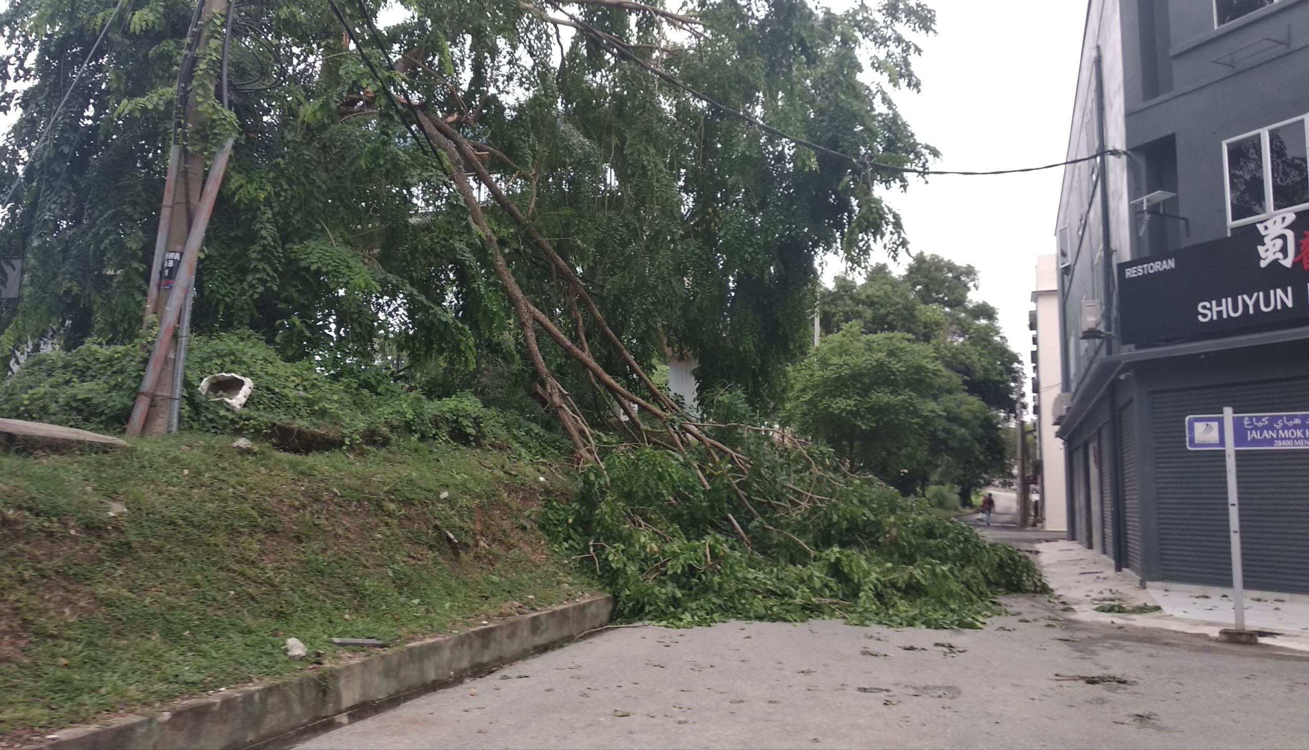 东：文德甲中华小学对面一棵百年老树，在今天凌晨的暴风雨中吹倒折断，枝干倒向下面的马路，所幸没有打中路过车辆或行人。