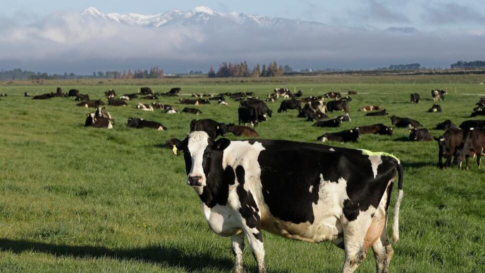 为降碳排 纽西兰拟2025年起对牛羊打嗝收费