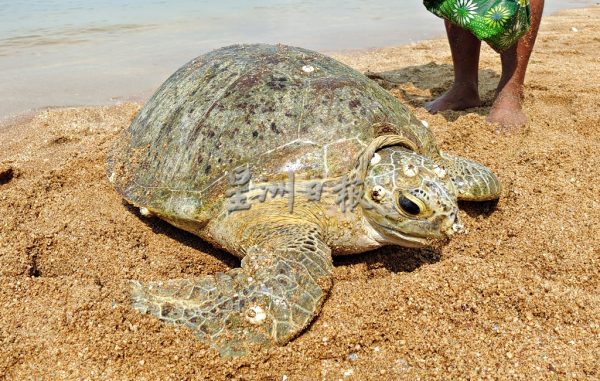 供fb：龟蛋重金属含量高，别轻信“吃海龟蛋能壮阳”谣言