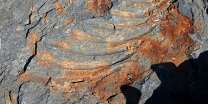 俄罗斯远东岛屿发现2.4亿年前鱼龙骨头碎片