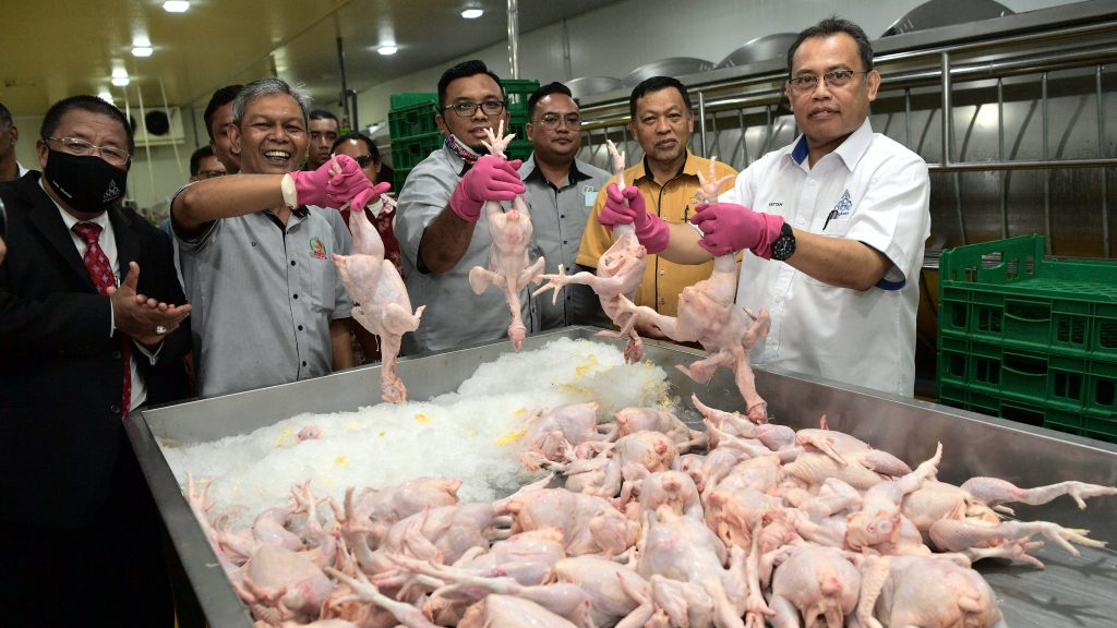 ANGKASA：助每年增产3000万只  筹组100合作社开养鸡场