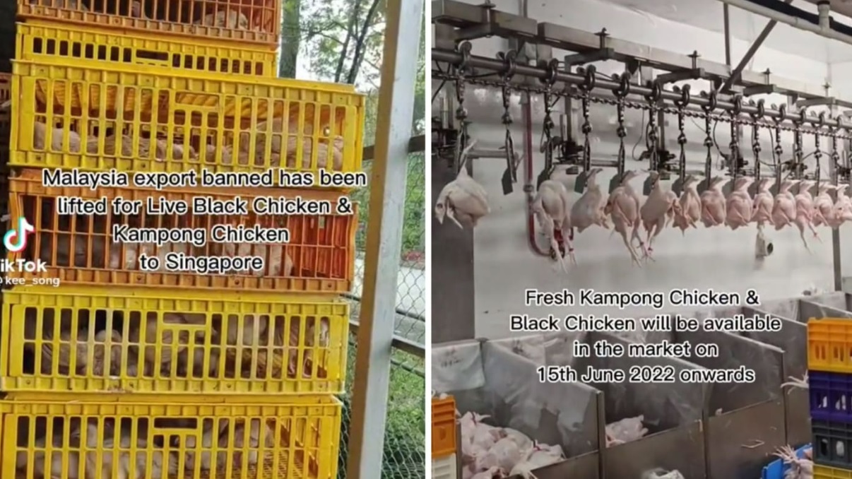 **已签发**全国（新加坡新闻）：甘榜鸡和乌鸡即起重返狮城，新加坡供应商：大马禁令取消