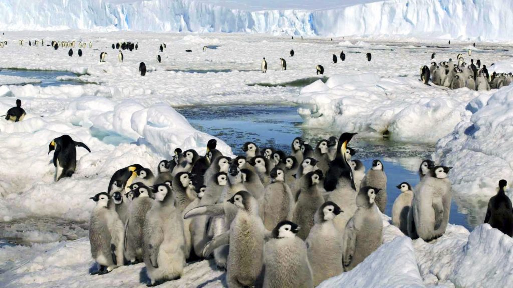 全球暖化 中国阻加强帝企鹅保育