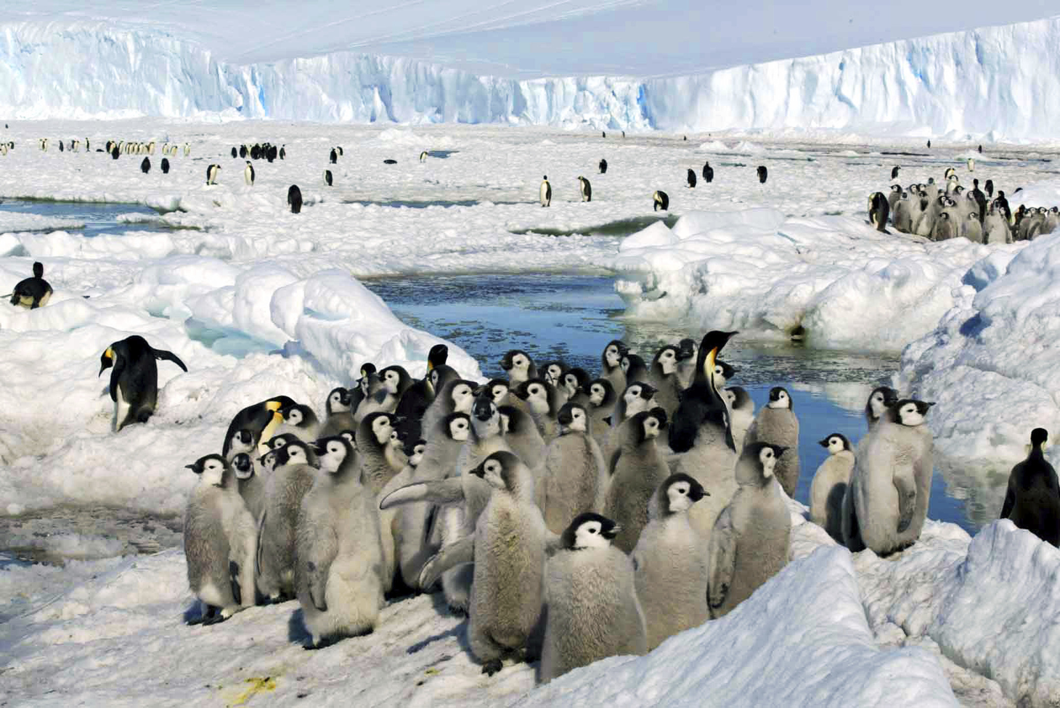 德国／中国阻采取措施加强保育帝企鹅