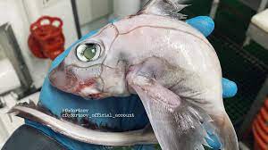 挪威渔夫捕到巨眼无鳞片“科学怪鱼” 满身诡异缝线
