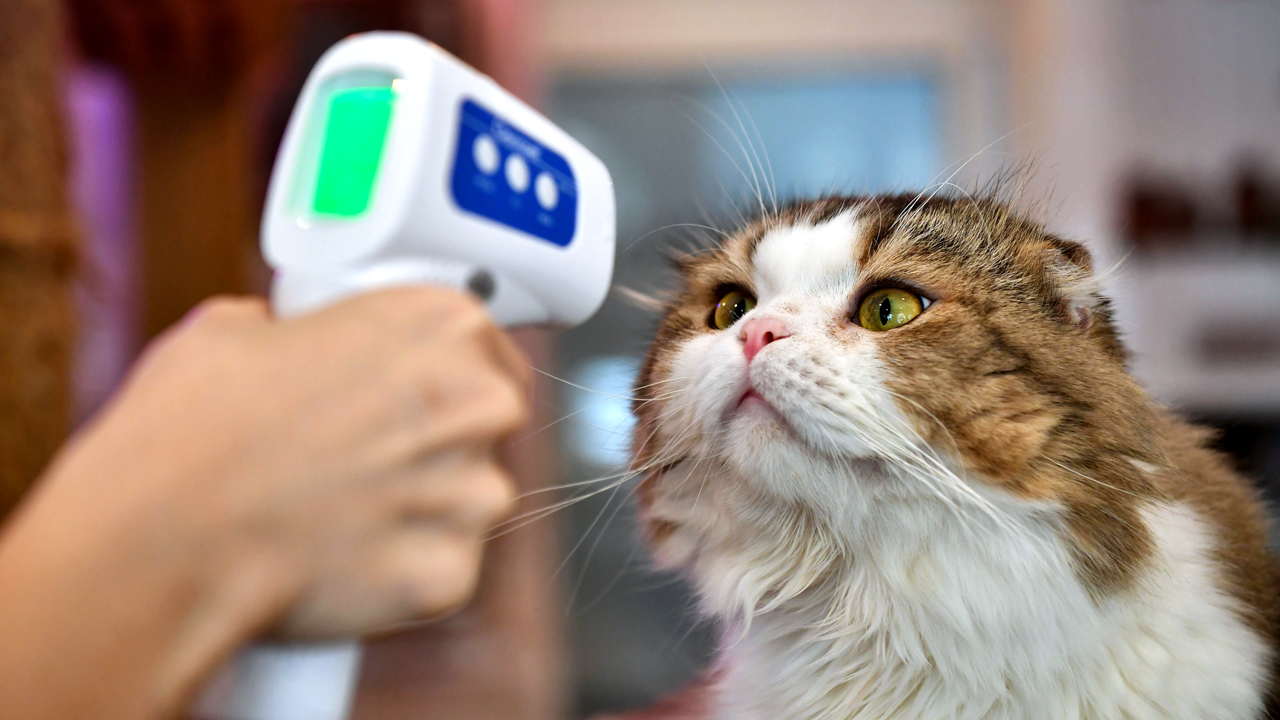泰国兽医检测宠物猫染冠病　或成猫传人首例