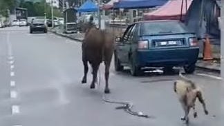 牛逃脱公路上狂奔 撞伤一名老翁