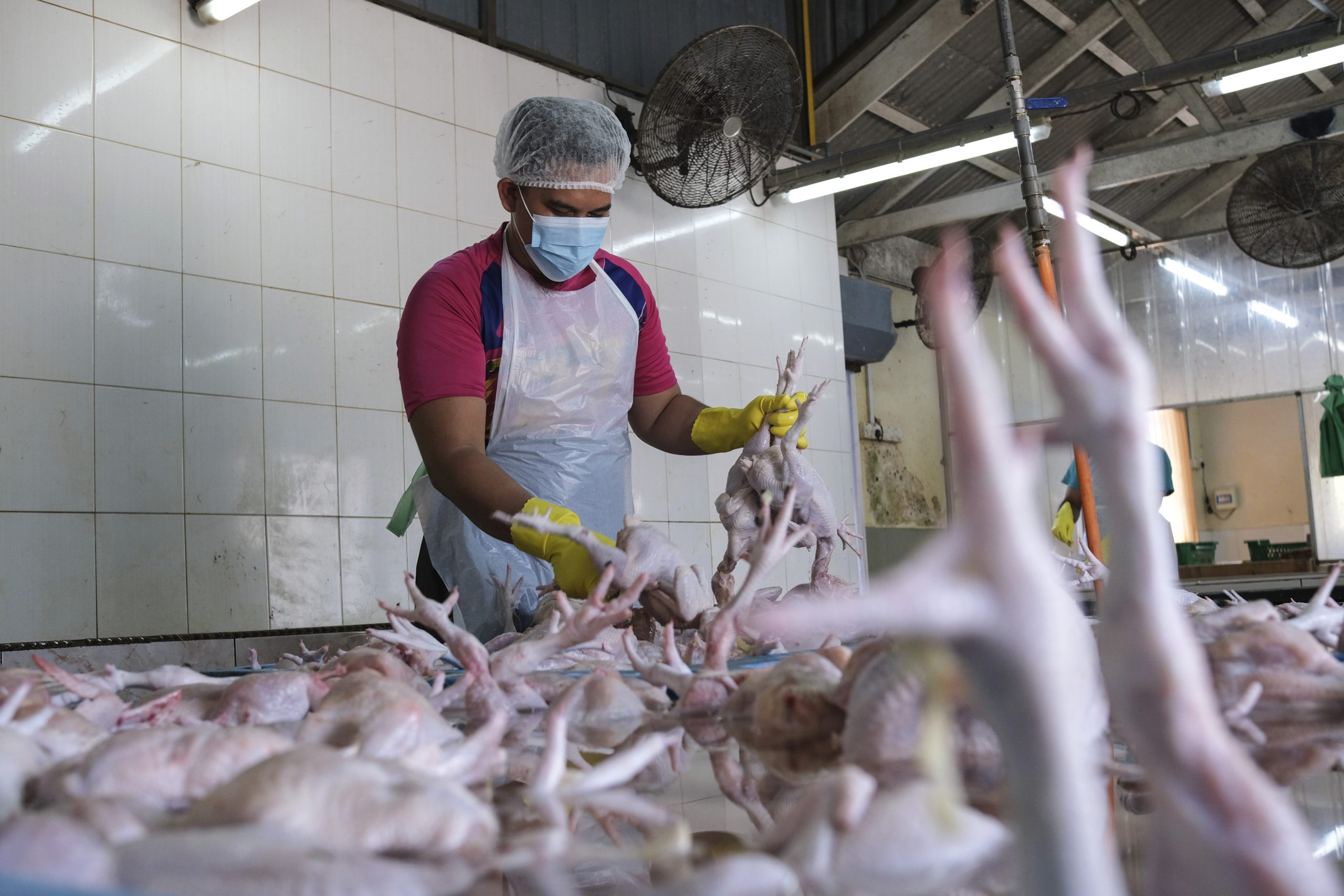 登州贸消部发现养鸡场向批发商征收隐藏费用导致肉鸡涨价