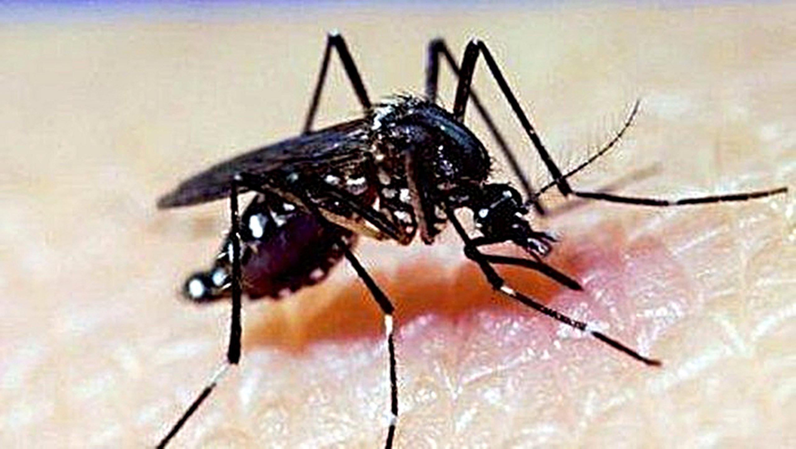 盼解决黑斑蚊问题 威北首度以蚊灭蚊
