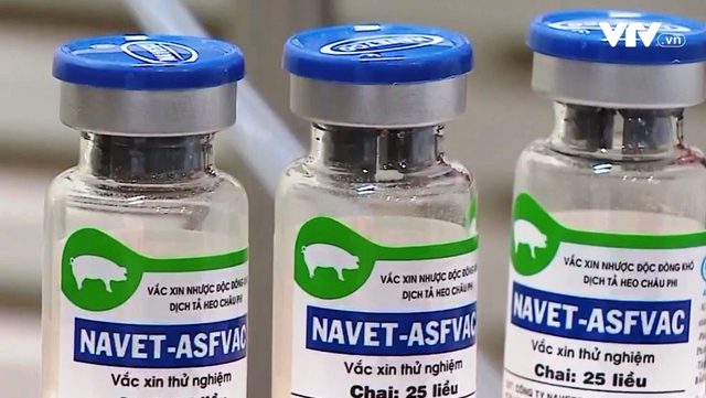 越南成功研发对抗非洲猪瘟注射疫苗