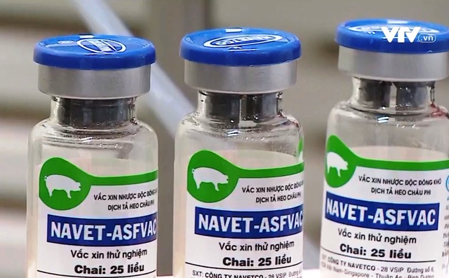 看世界）越南成功研发对抗非洲猪瘟注射疫苗