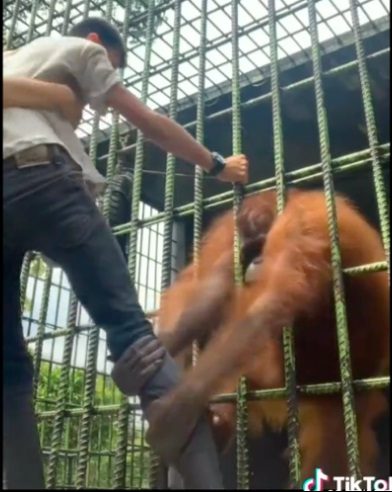 视频|为拍TikTok视频越栏 印尼青年遭猩猩袭击