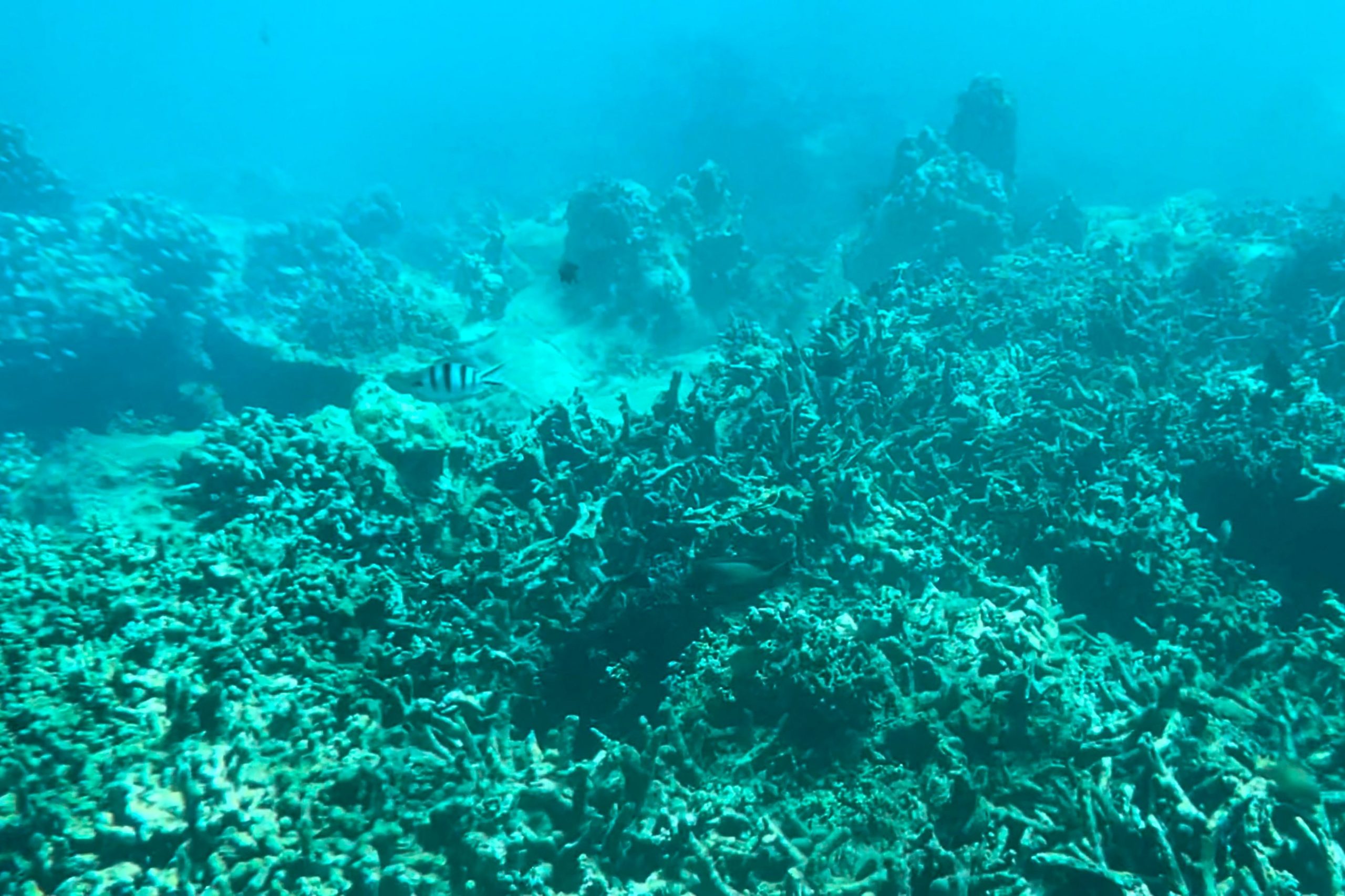 越南提升珊瑚保育 芽庄木岛水上活动喊卡