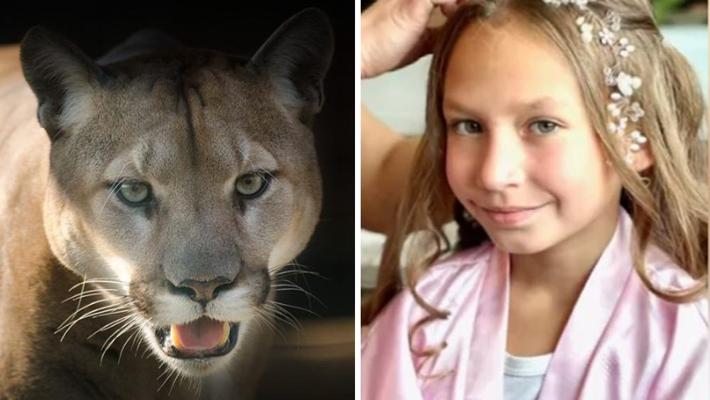 遭美洲狮攻击 美国9岁女童幸运存活