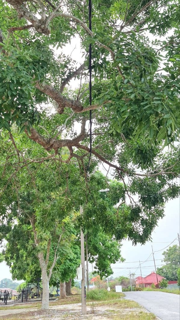 那拉新村篮球场附近 大树缠电缆留隐患