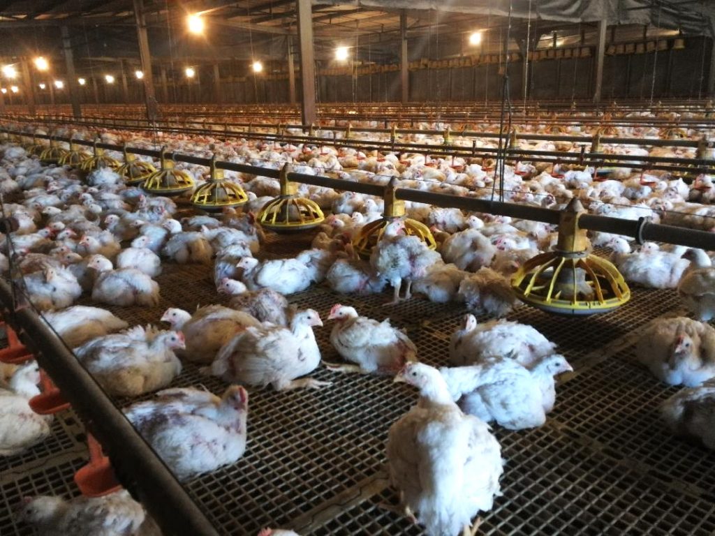 陈伟鹏：缺劳动力 饲料不断涨价 短期难大幅增肉鸡产量