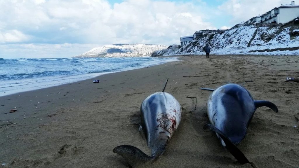 黑海沿岸发现大量海豚尸体 或死于军用声纳水雷伤害