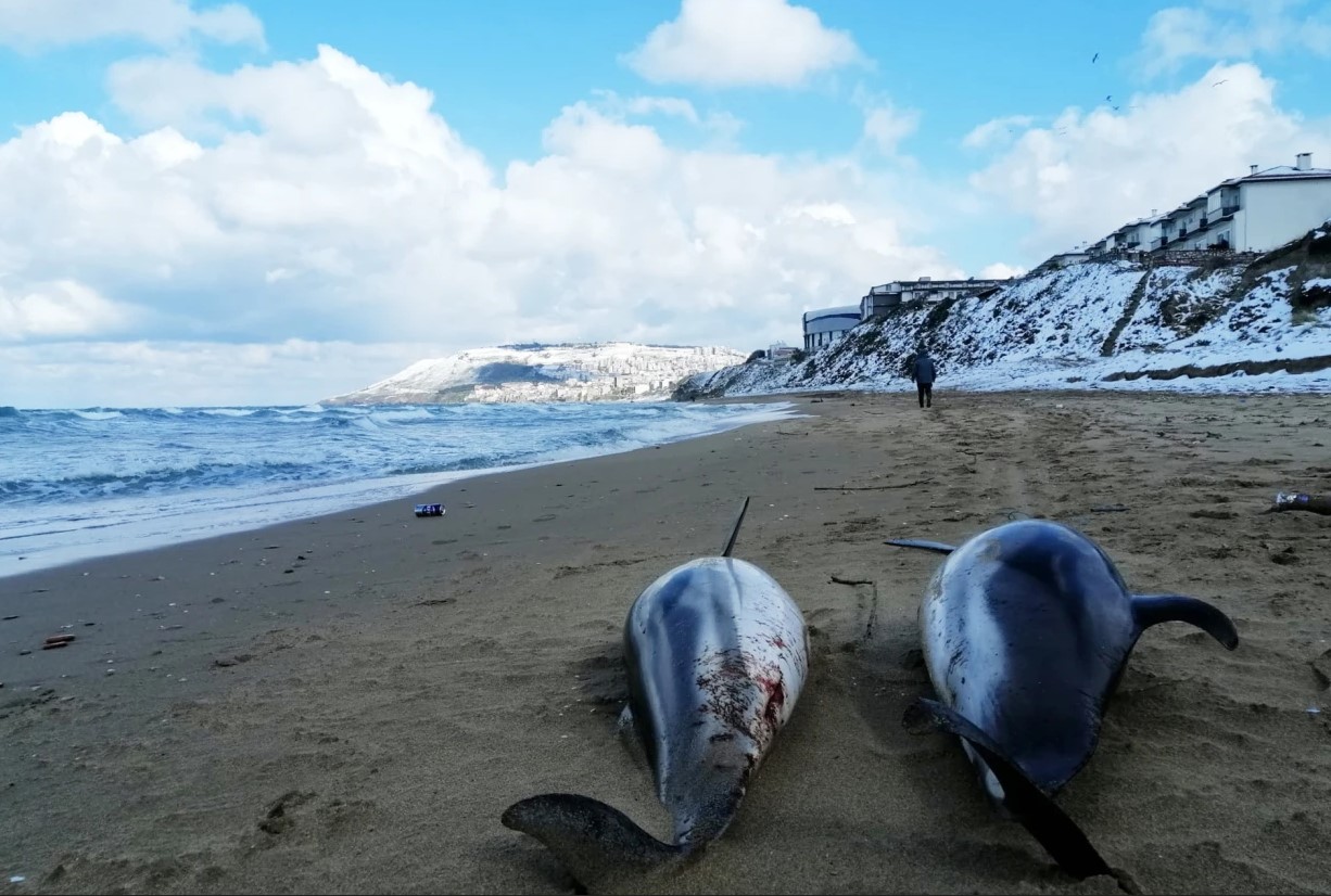 黑海沿岸发现大量海豚尸体 或死于军用声纳水雷伤害