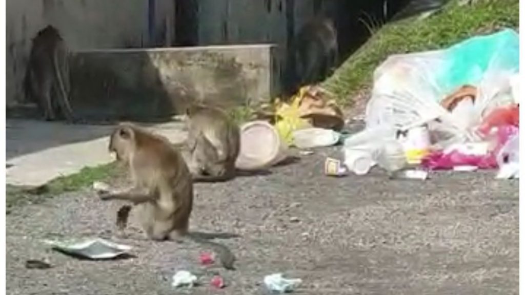 垃圾桶觅食闯民宅 柏丹纳花园 猴患