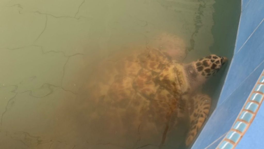 甲海龟保育中心提升 推广保护海龟生态