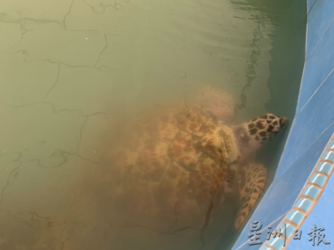 （古城第五版主文）甲海龟保育中心正提升 让更多人认识海龟