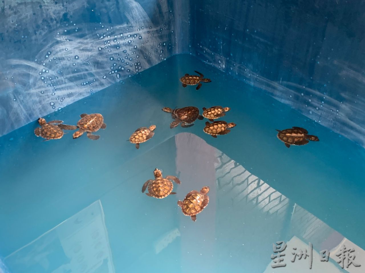 （古城第五版主文）甲海龟保育中心正提升 让更多人认识海龟