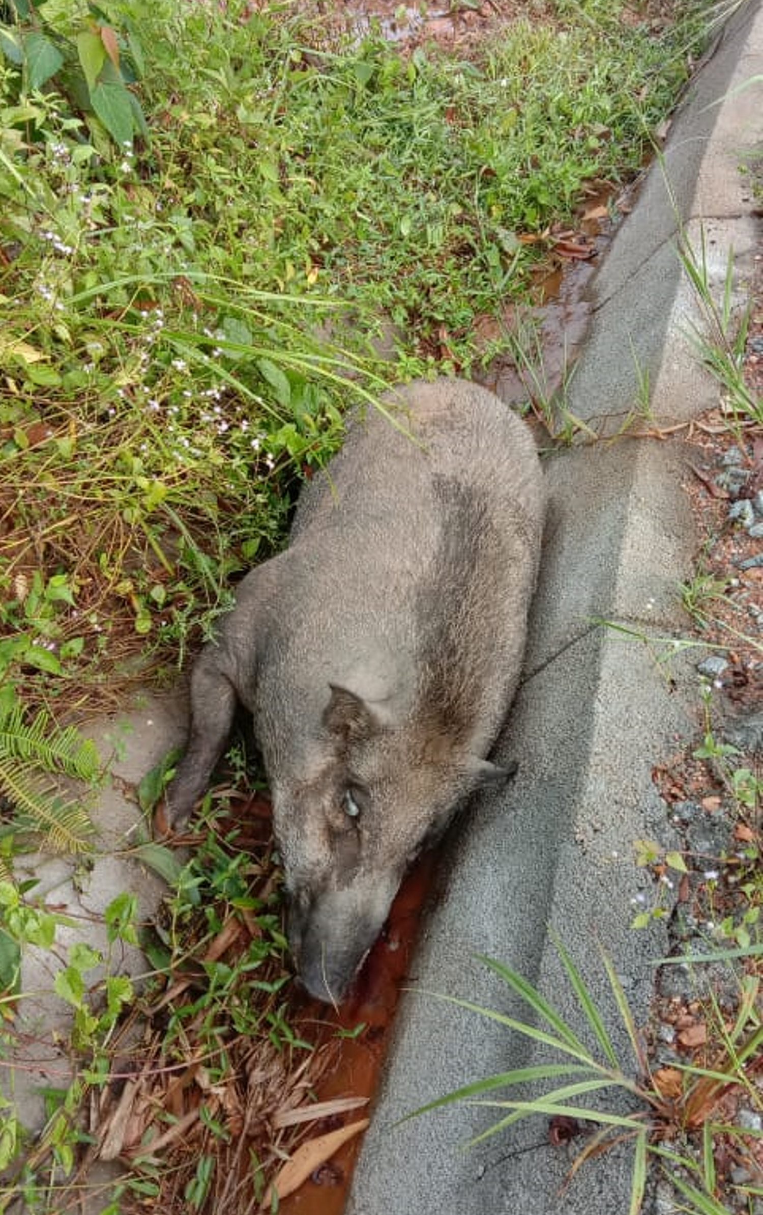 NS马口／野猪死在泰梳山路边，泥机手受召到场挖洞埋尸