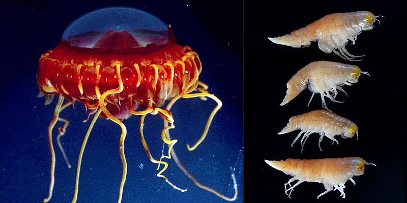 Life in the abyss, a spectacular and fragile struggle for survival