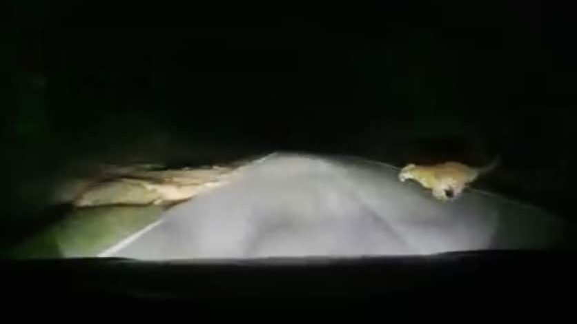 马樟县公路现虎踪 老虎越过马路被撞 