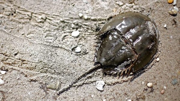 Horseshoe crabs: ‘Living fossils’ vital for vaccine safety