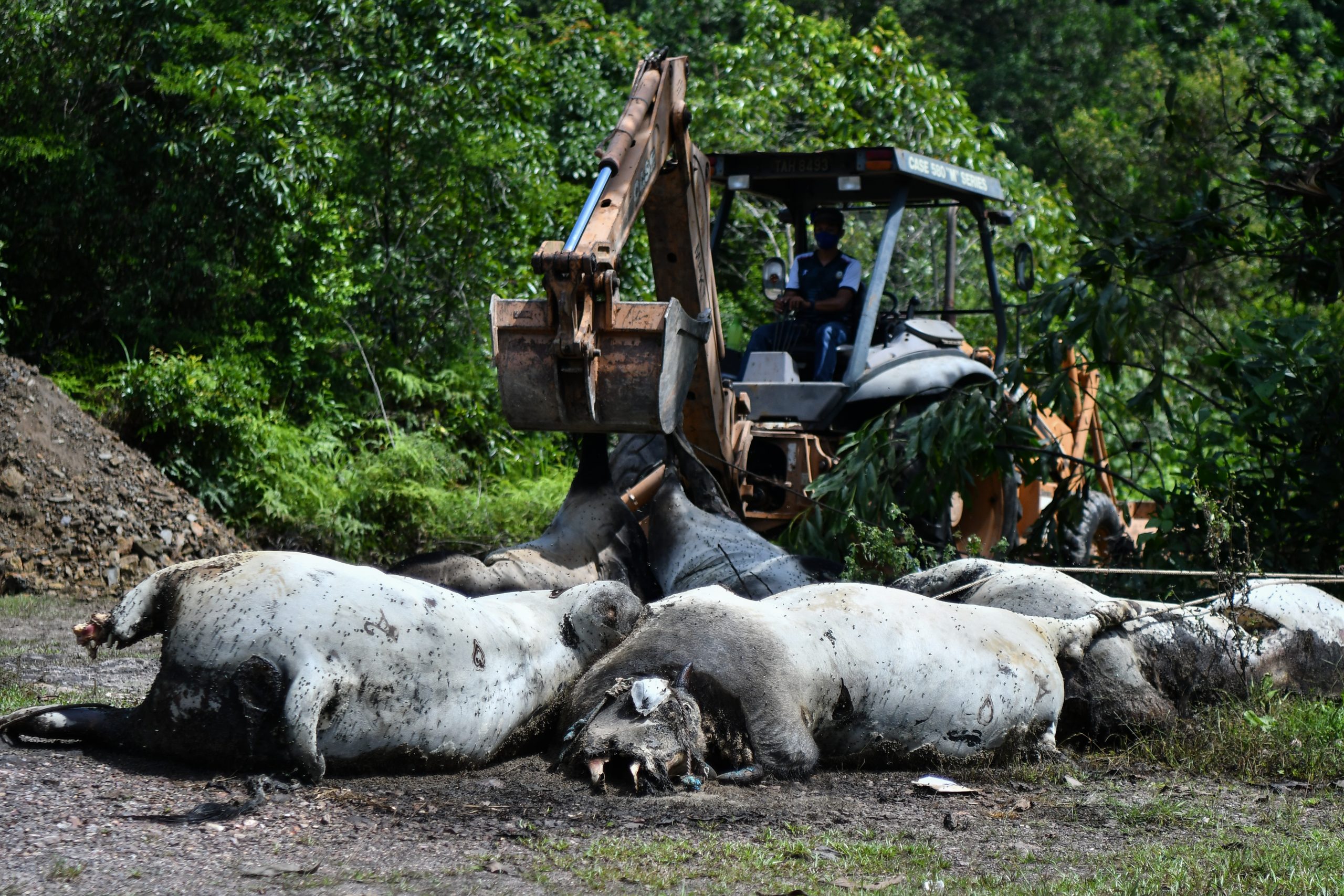 东04：登州兽医局已收集11头死亡后被丢弃在甘榜双溪乐卡一处荒地的牛只的样本，以进行化验鉴定牛只的死因。