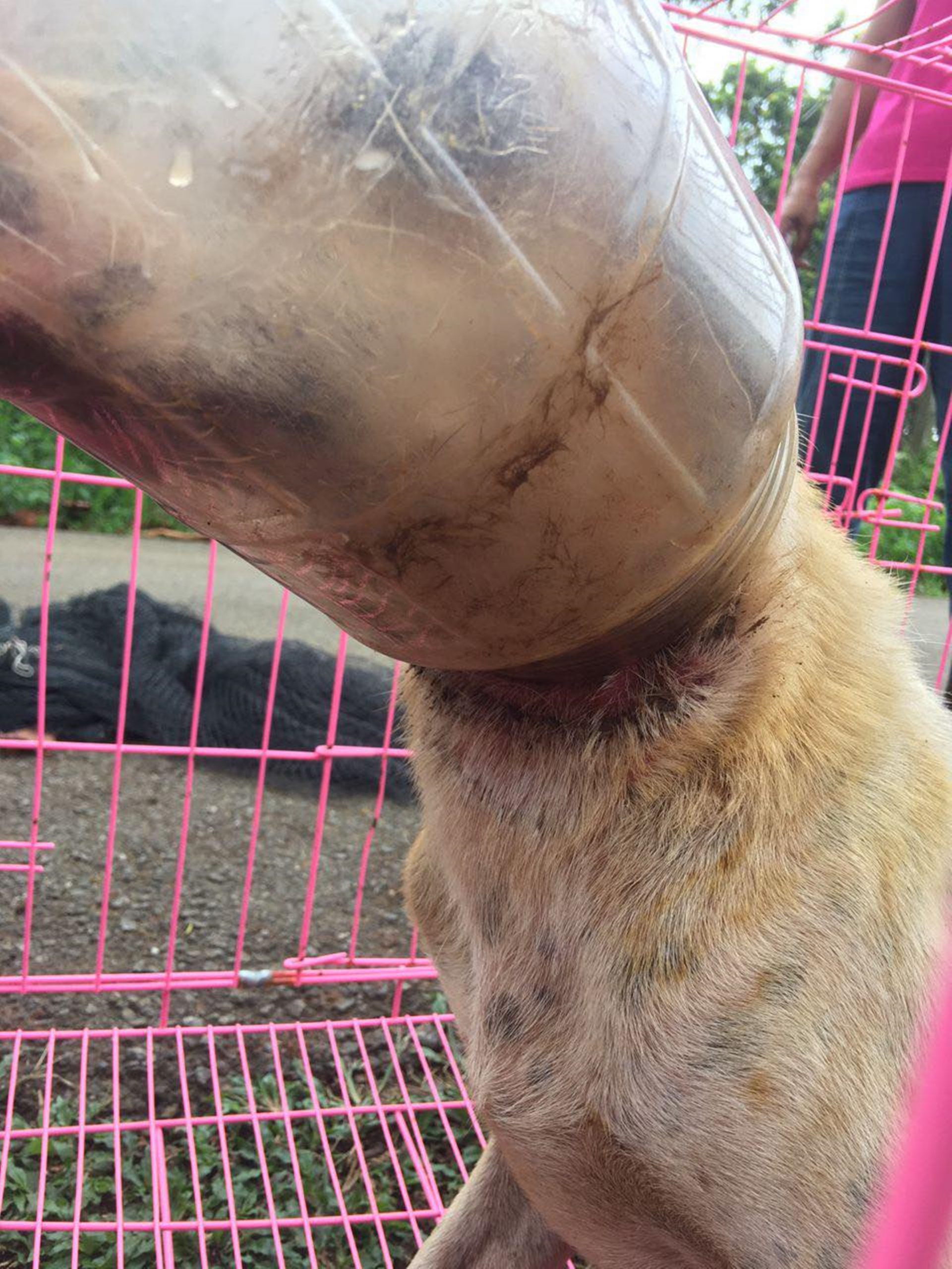 东10头：塑料桶套头6天无法进食，爱护动物组织联手拯救陷困流浪狗。