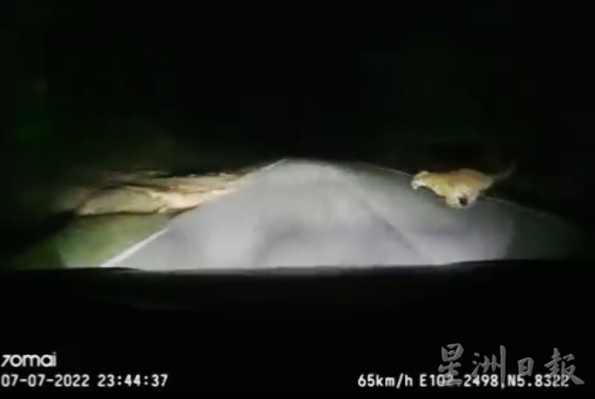 东：吉兰丹州马樟县公路昨晚出现一只老虎越过马路被不及闪避的一辆骄车撞个正著，所幸老虎和司机都没事。
