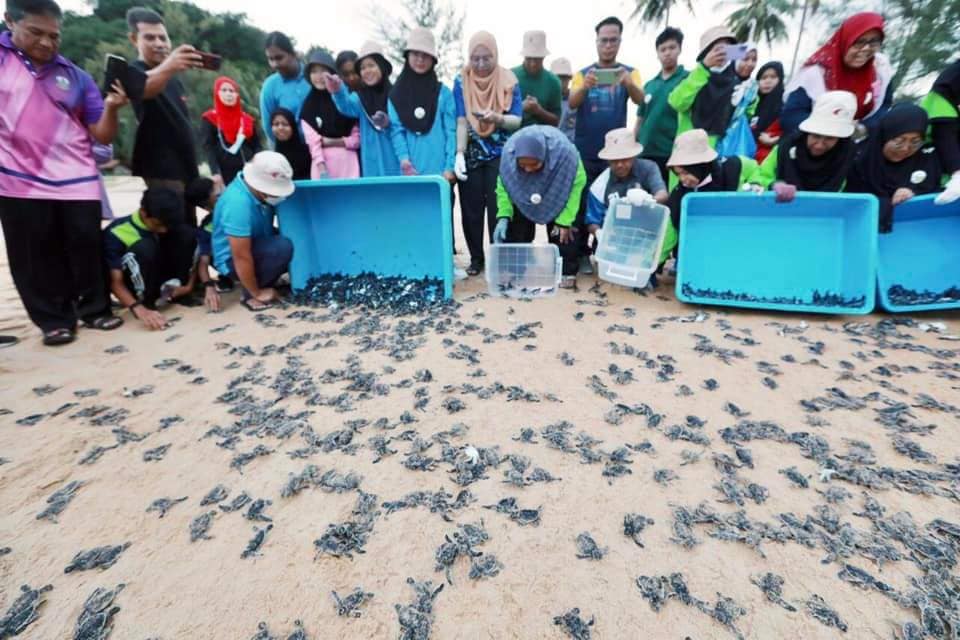 东：彭州渔业局及彭州学校爱护自然协会人员一同清理遮拉汀海滩，及释放1000只海龟宝宝。