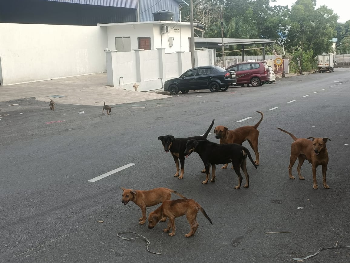 东：英迪拉马哥打轻工业区野狗泛滥多时
